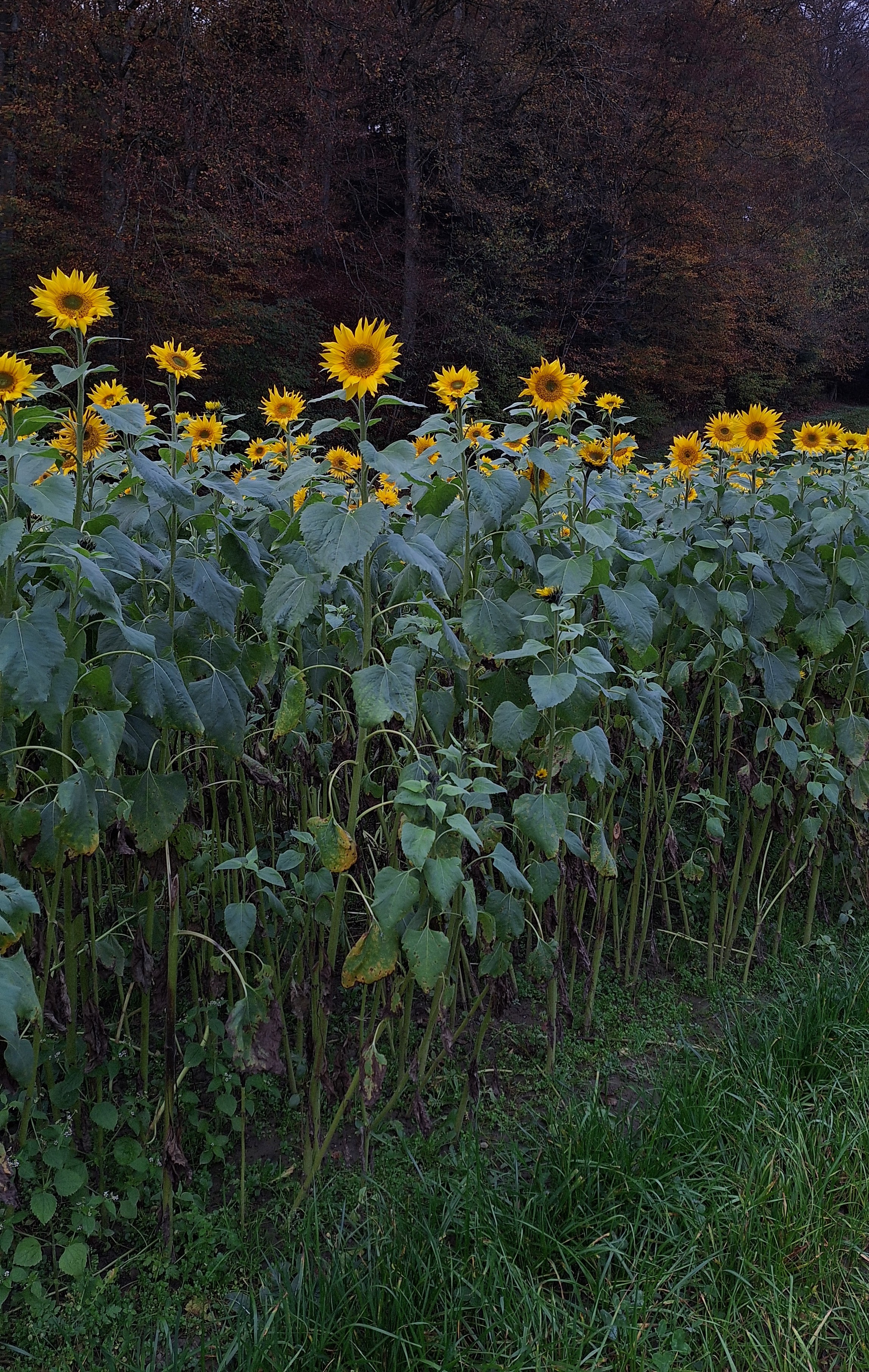 Sonnenblumen